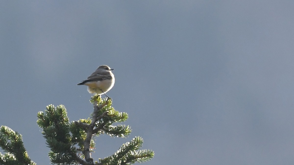 Pied Wheatear - ML642753555