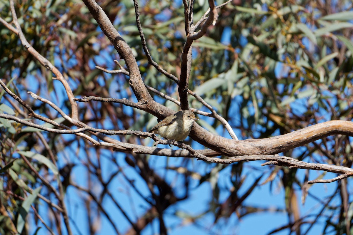 Goldhähnchen-Dornschnabel - ML642753557