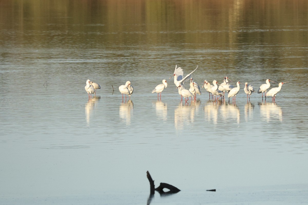 African Spoonbill - ML642753561