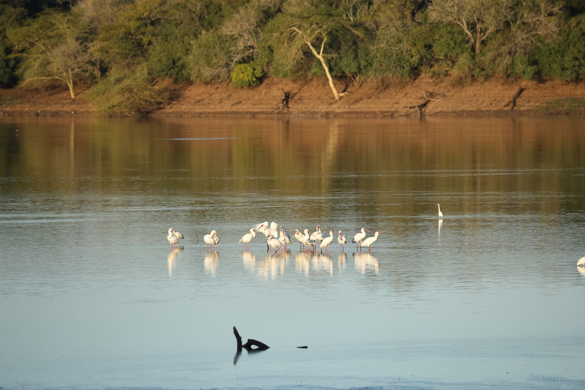 African Spoonbill - ML642753562