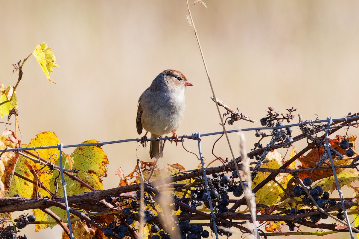 White-crowned Sparrow - ML642753580