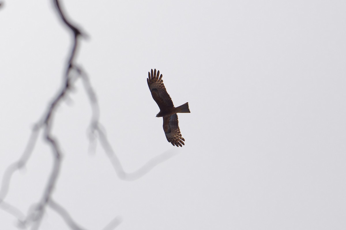 Milanweih - ML642753591