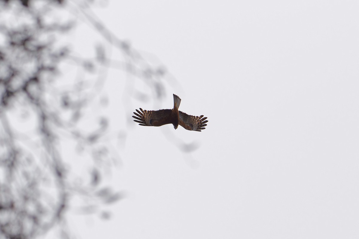 Milanweih - ML642753592