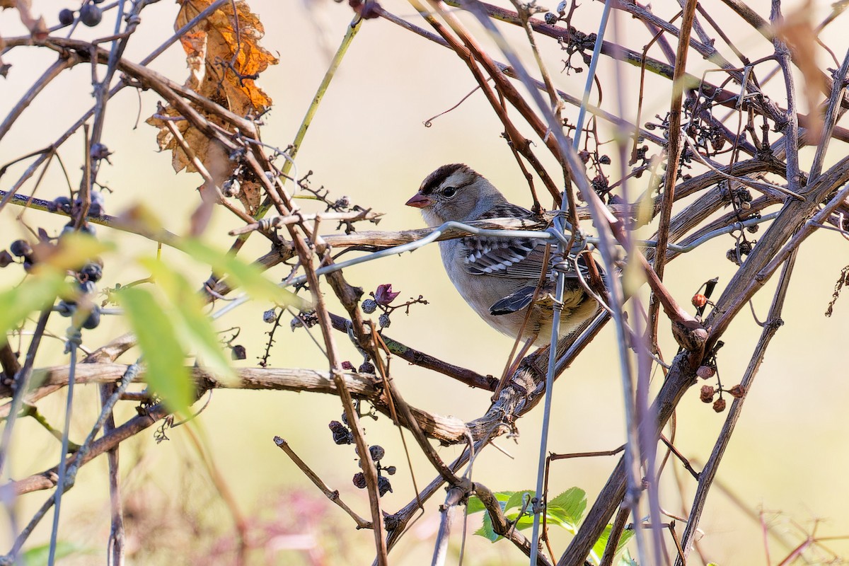 White-crowned Sparrow - ML642753598