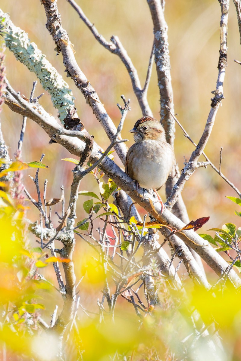 White-crowned Sparrow - ML642753599