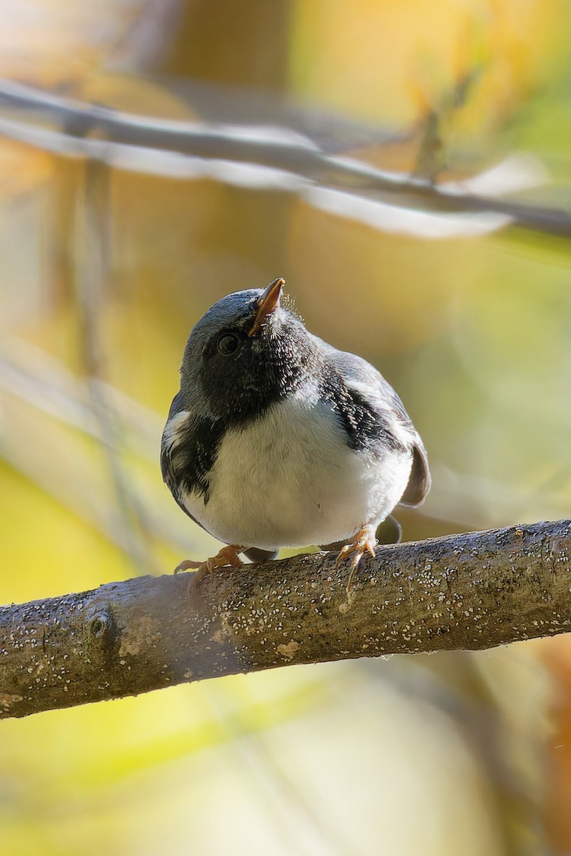 Black-throated Blue Warbler - ML642753608