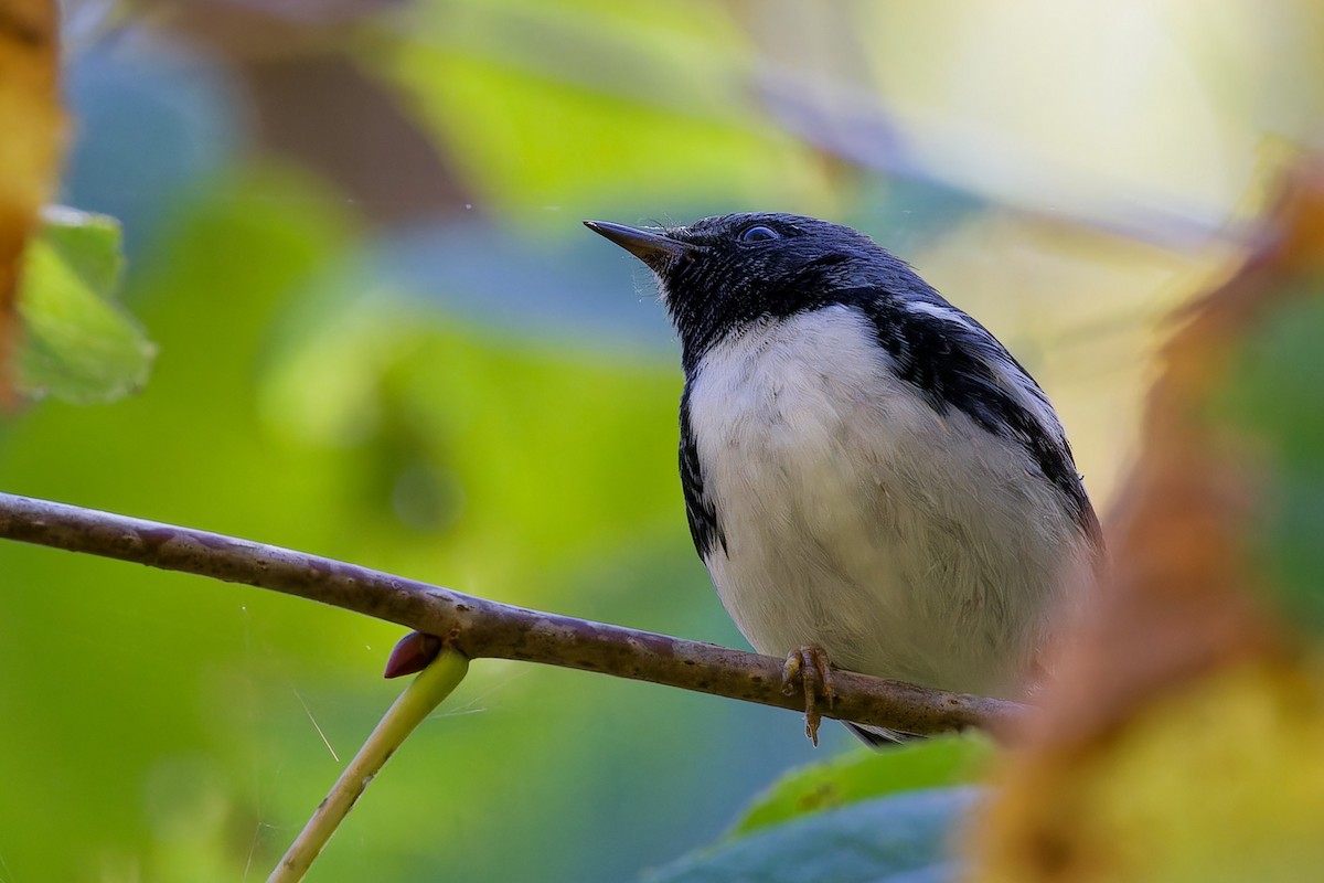 Black-throated Blue Warbler - ML642753611