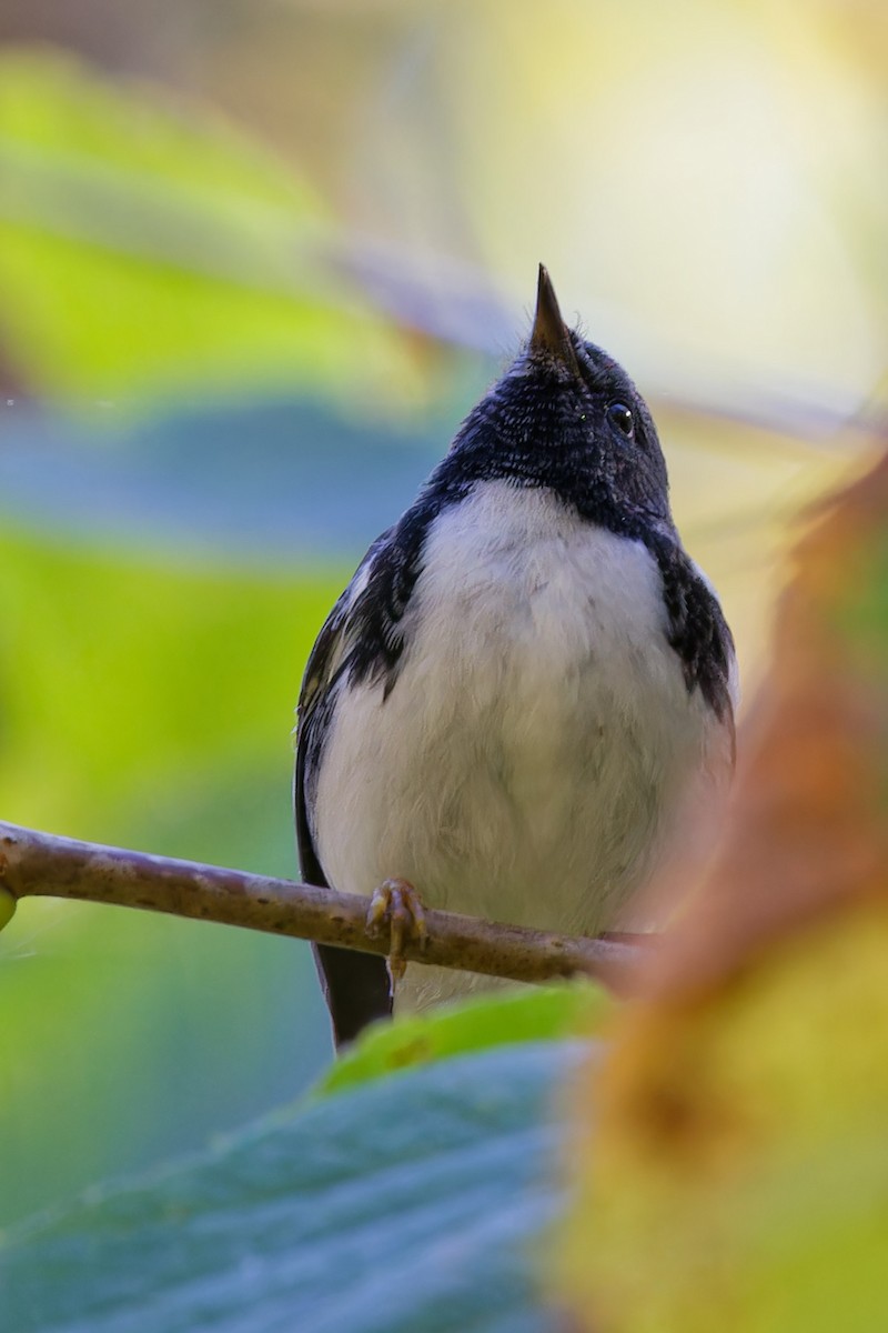 Black-throated Blue Warbler - ML642753616