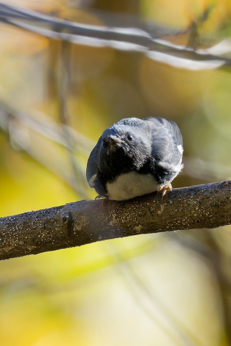 Black-throated Blue Warbler - ML642753619