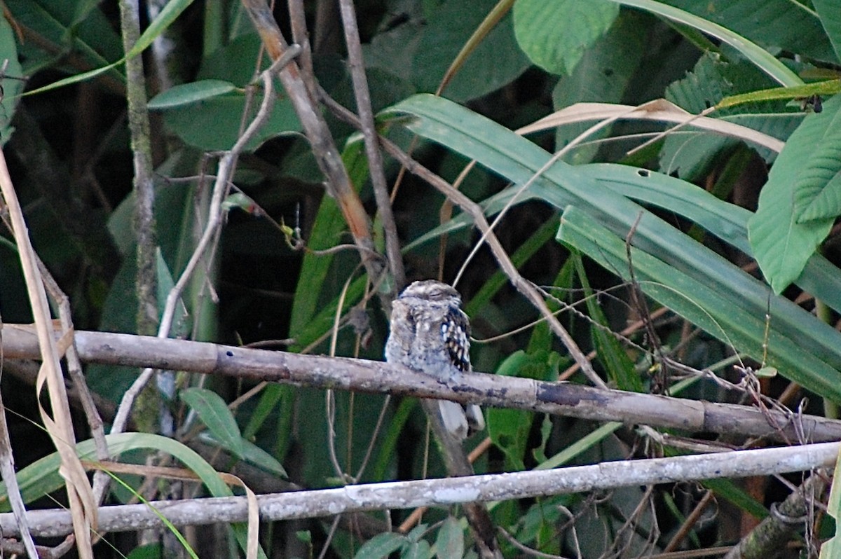Ladder-tailed Nightjar - ML642753621