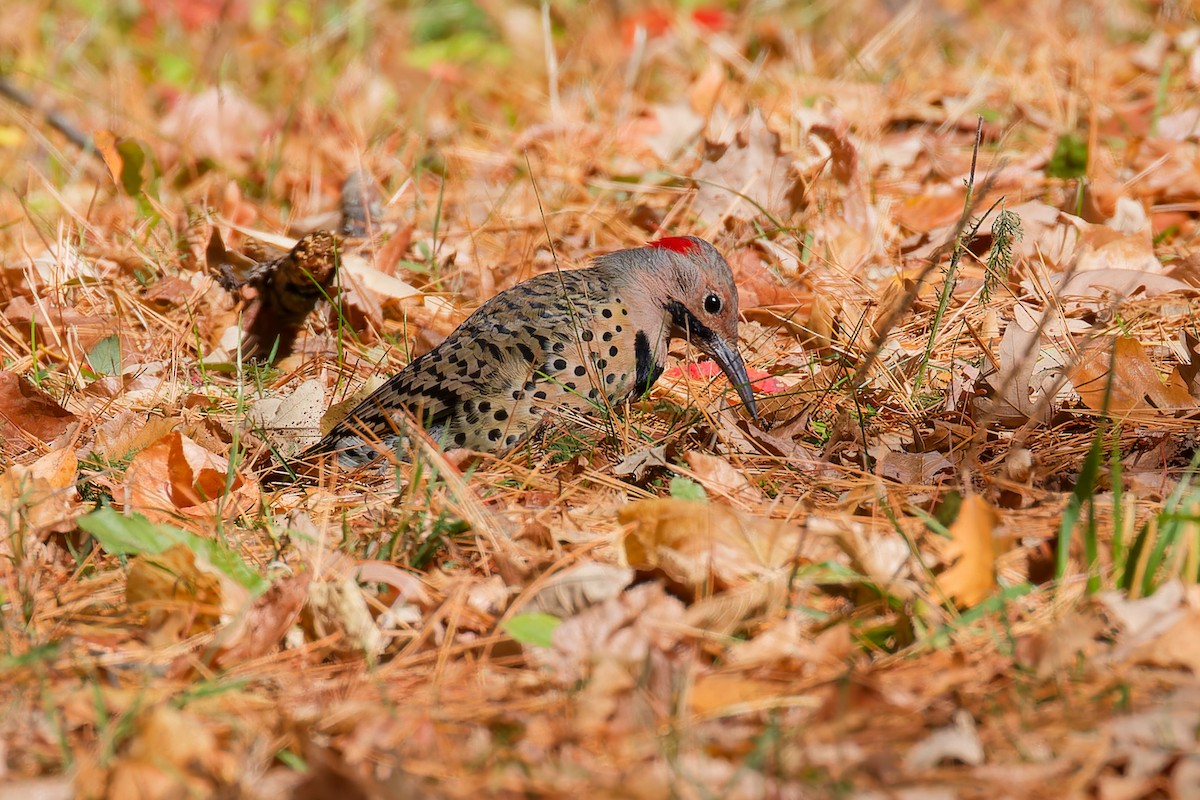 Northern Flicker - ML642753649