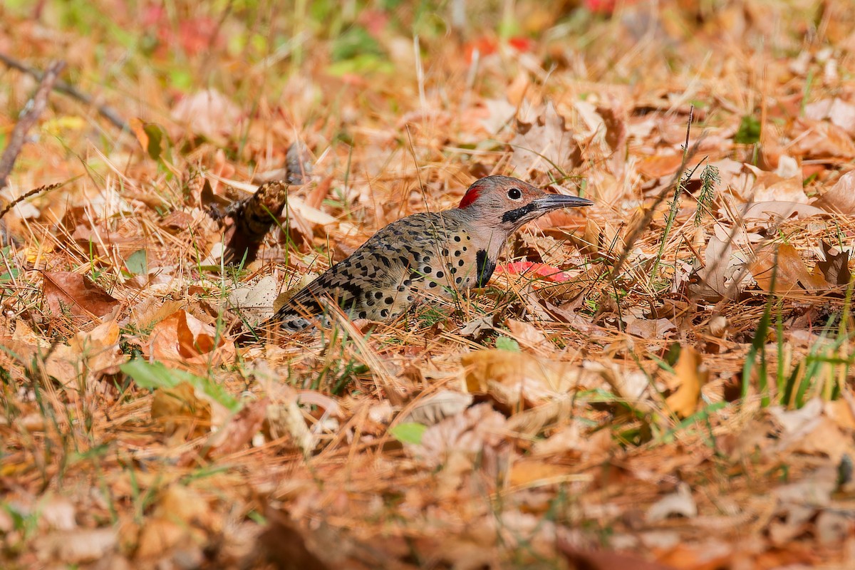 Northern Flicker - ML642753656