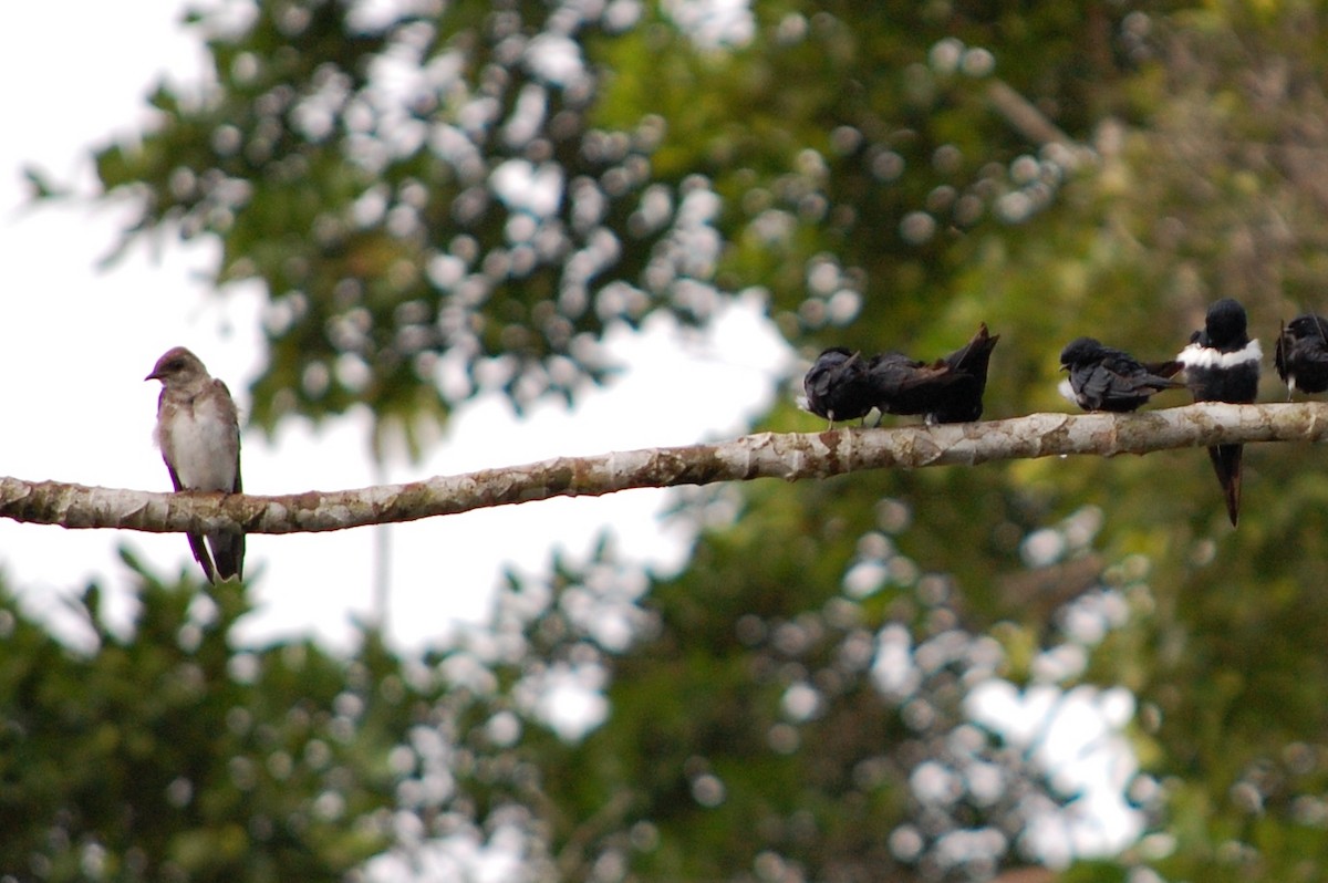 White-banded Swallow - ML642753679