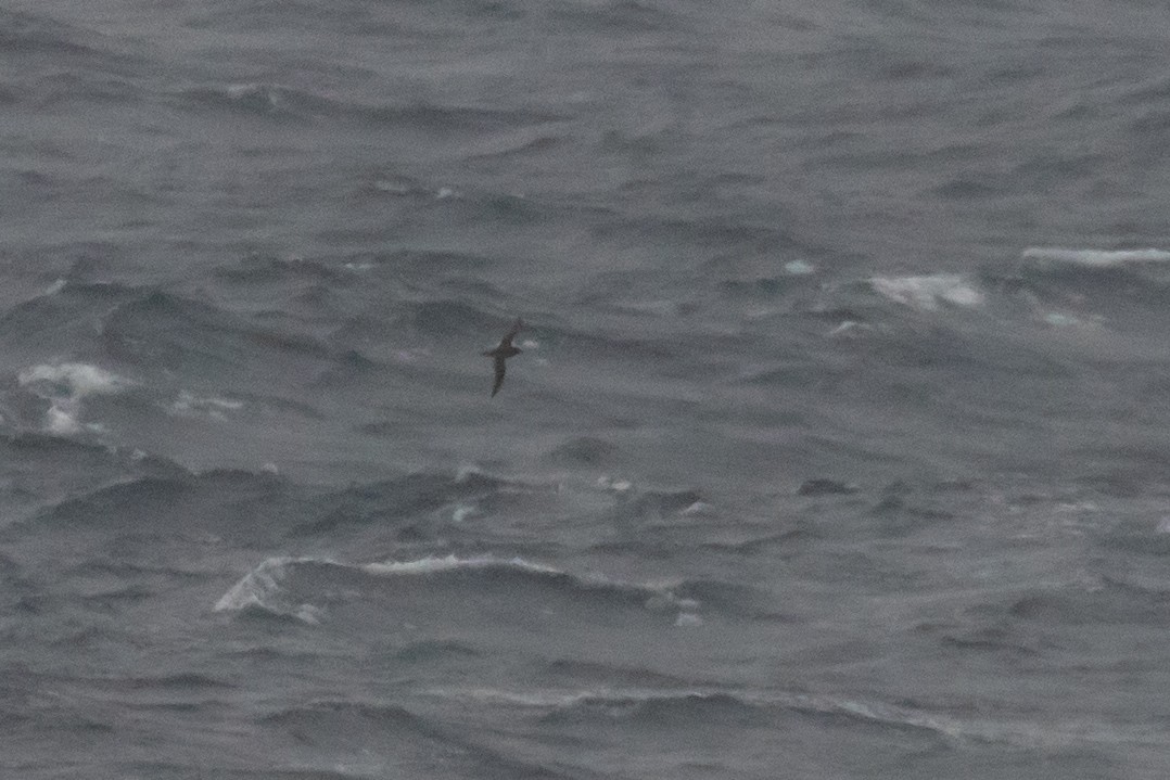 Sooty Shearwater - ML642753683