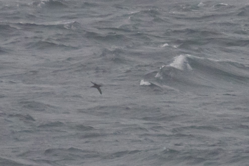 Sooty Shearwater - ML642753685