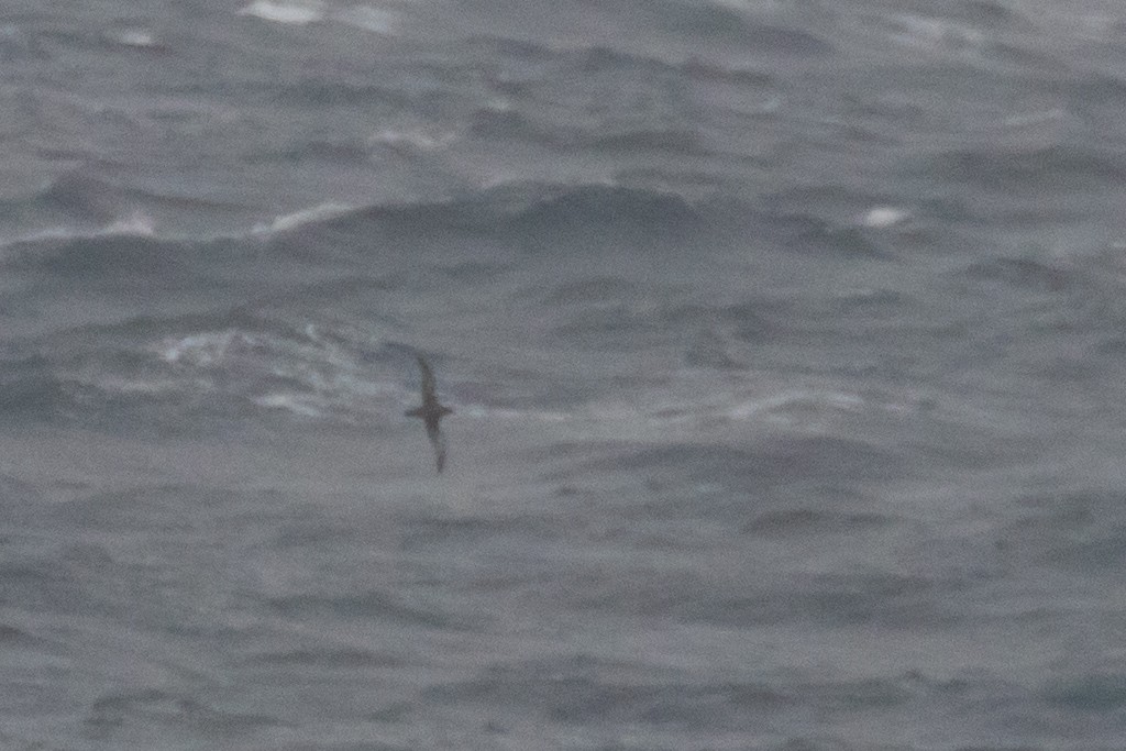 Sooty Shearwater - ML642753686