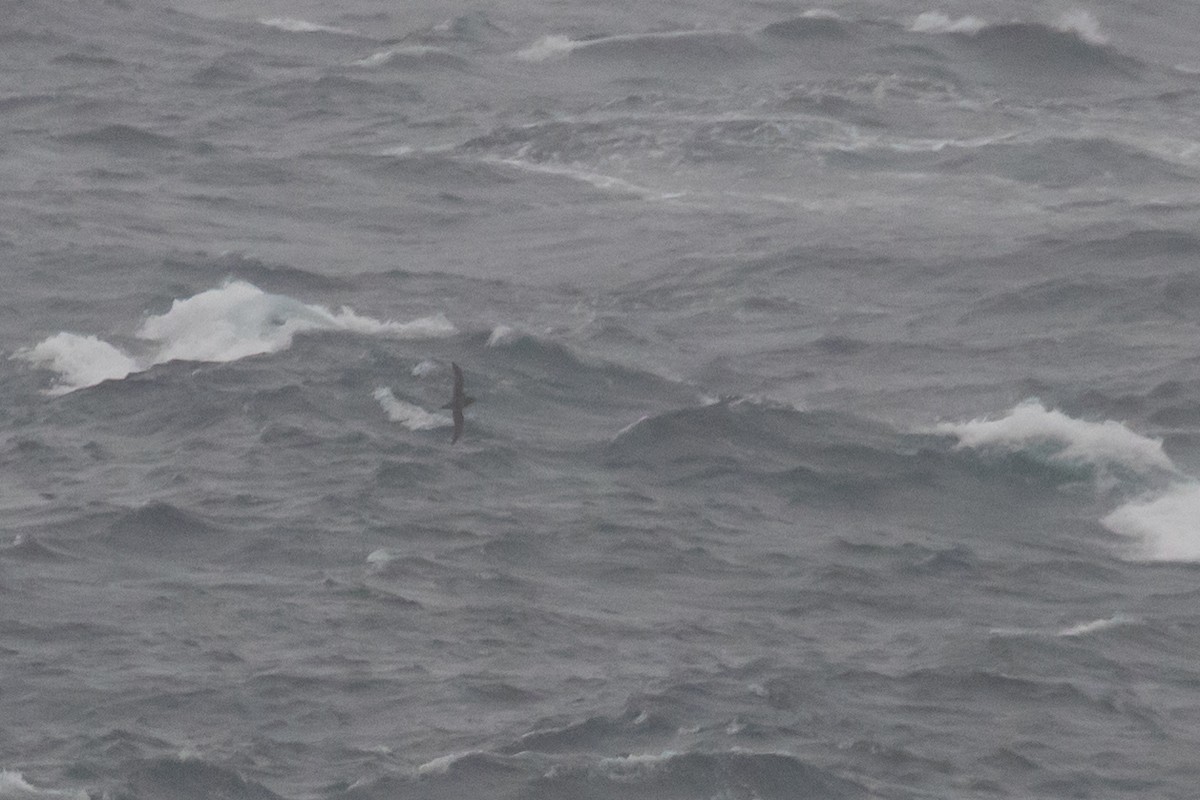 Sooty Shearwater - ML642753687