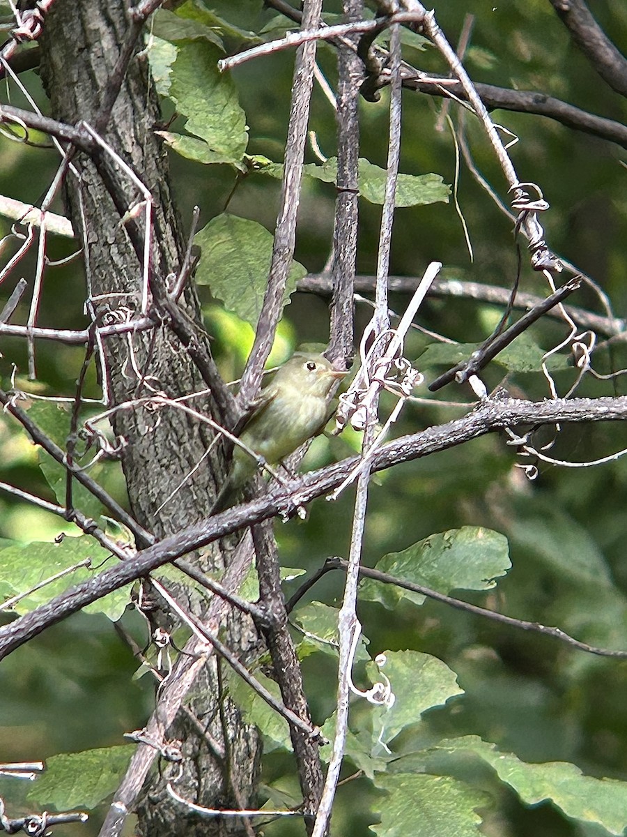 Yellow-bellied Flycatcher - ML642753704