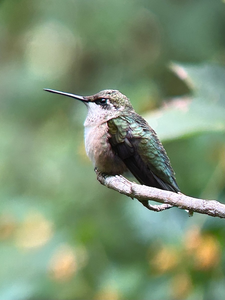 Ruby-throated Hummingbird - ML642753716