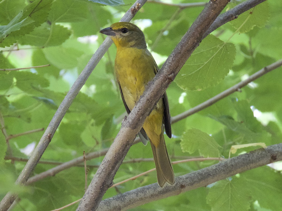 Hepatic Tanager - ML642753728