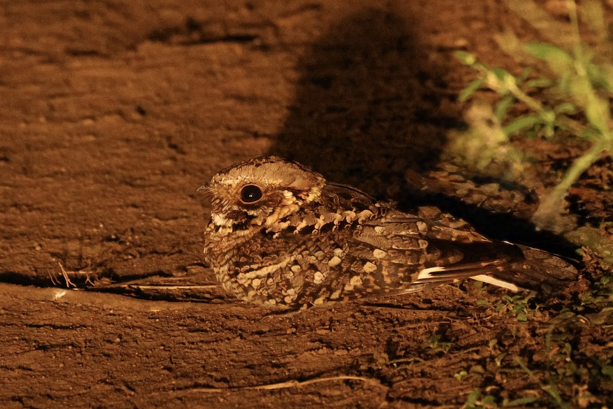 Fiery-necked Nightjar - ML642753744