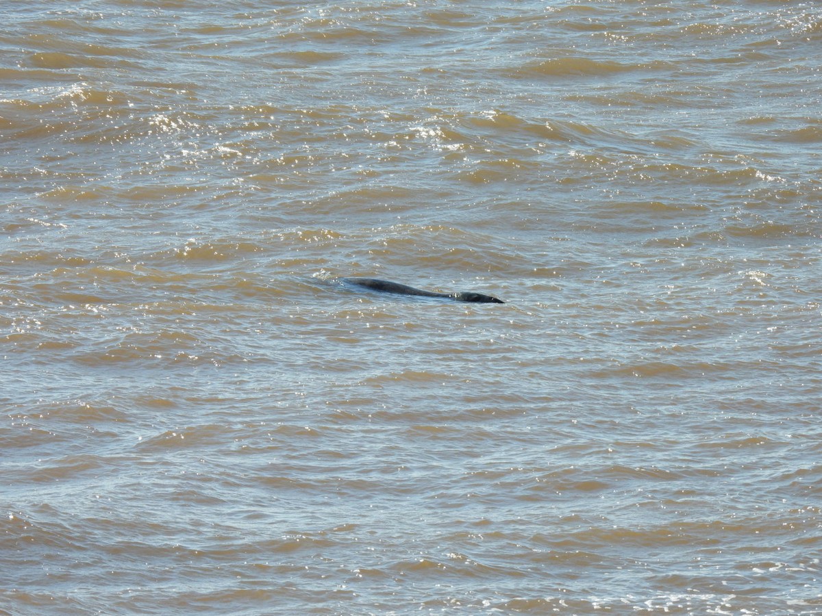 Animals - ML642753748