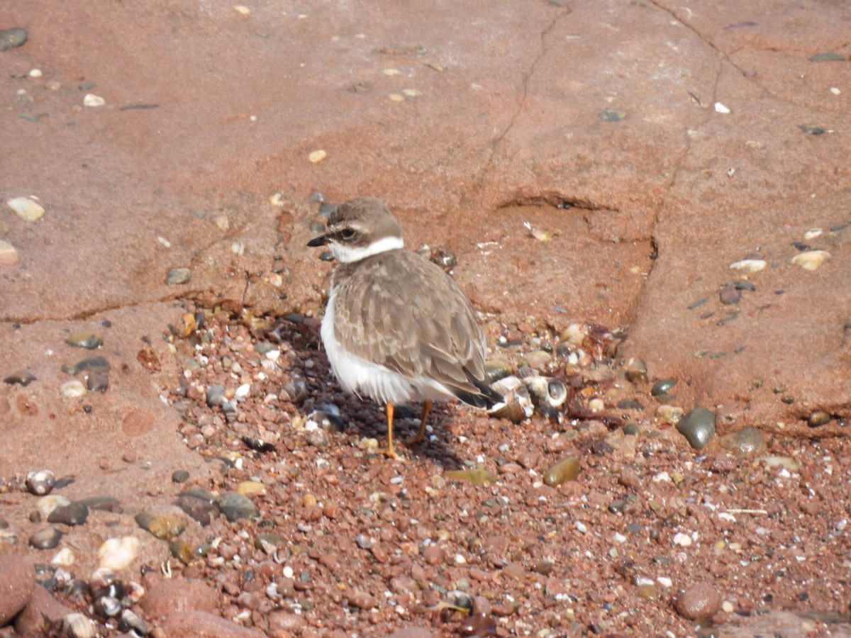 Txirritxo erdipalmatua - ML642753756
