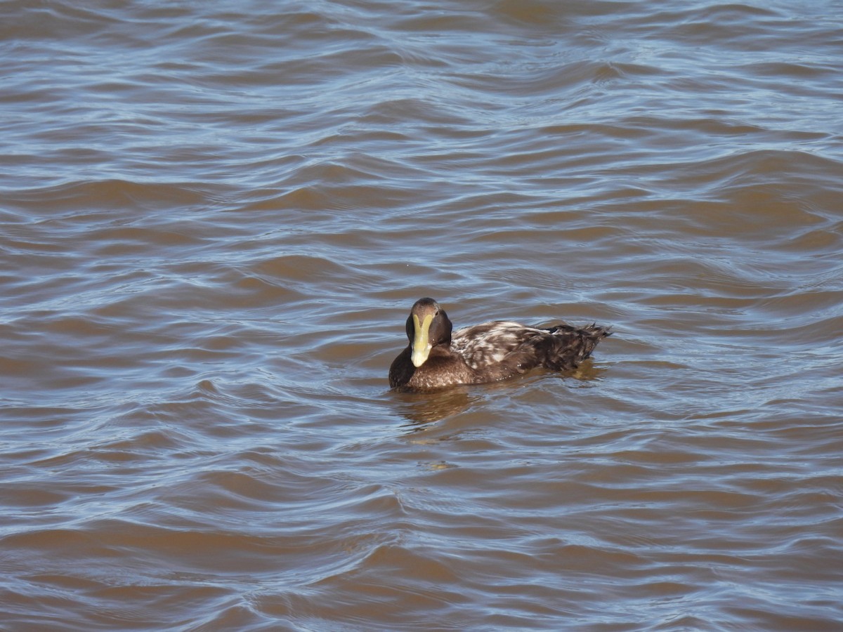 Eider arrunta - ML642753761