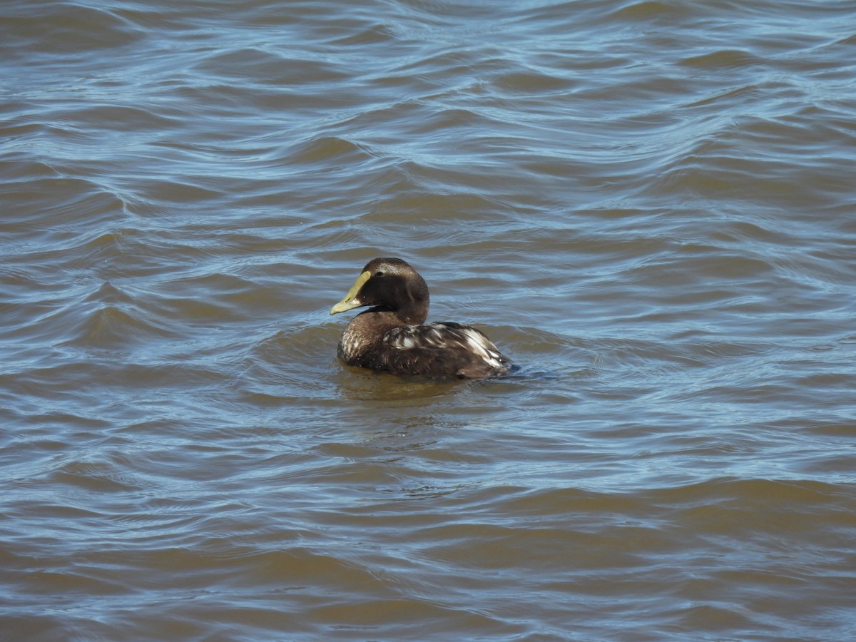 Eider arrunta - ML642753762