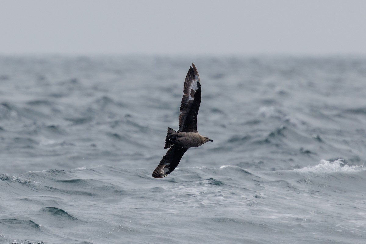 South Polar Skua - ML642753764