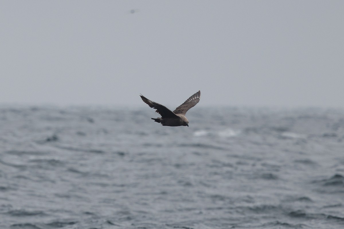 South Polar Skua - ML642753769