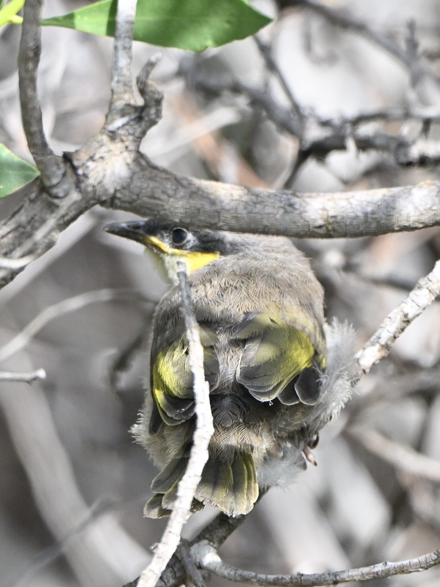 Singing Honeyeater - ML642753770