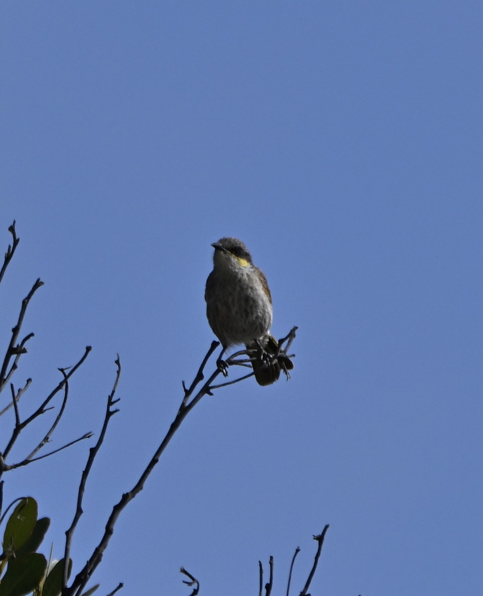 Singing Honeyeater - ML642753771