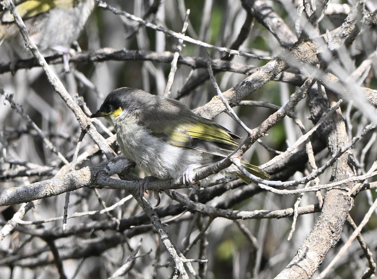 Singing Honeyeater - ML642753773