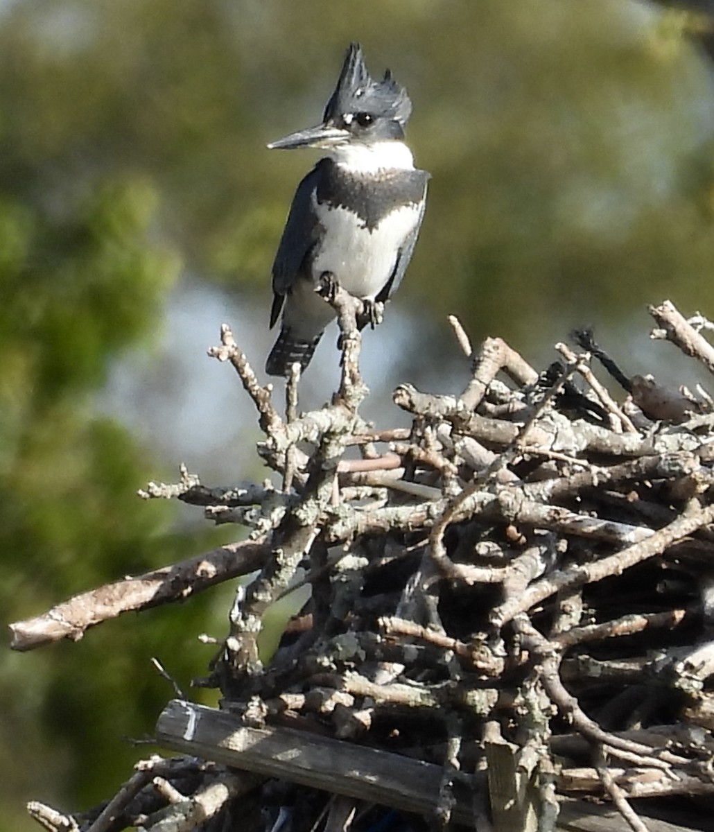 Belted Kingfisher - ML642753781