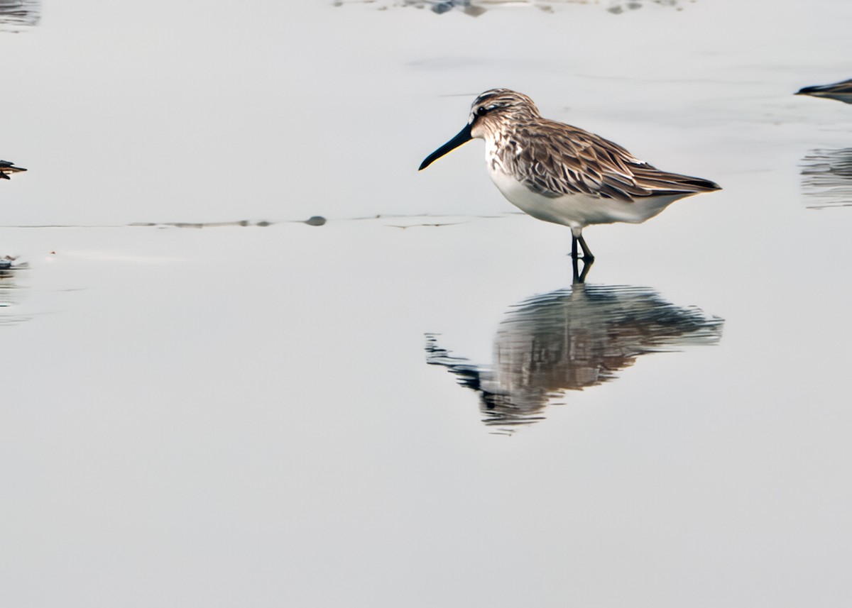 Broad-billed Sandpiper - ML642753788