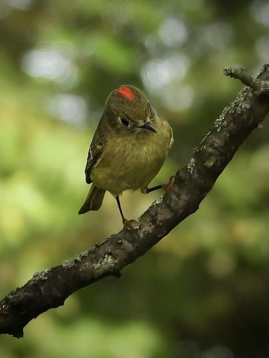 Ruby-crowned Kinglet - ML642753801