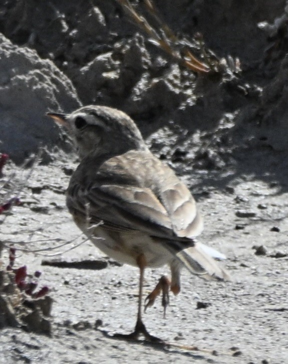 Australian Pipit - ML642753803