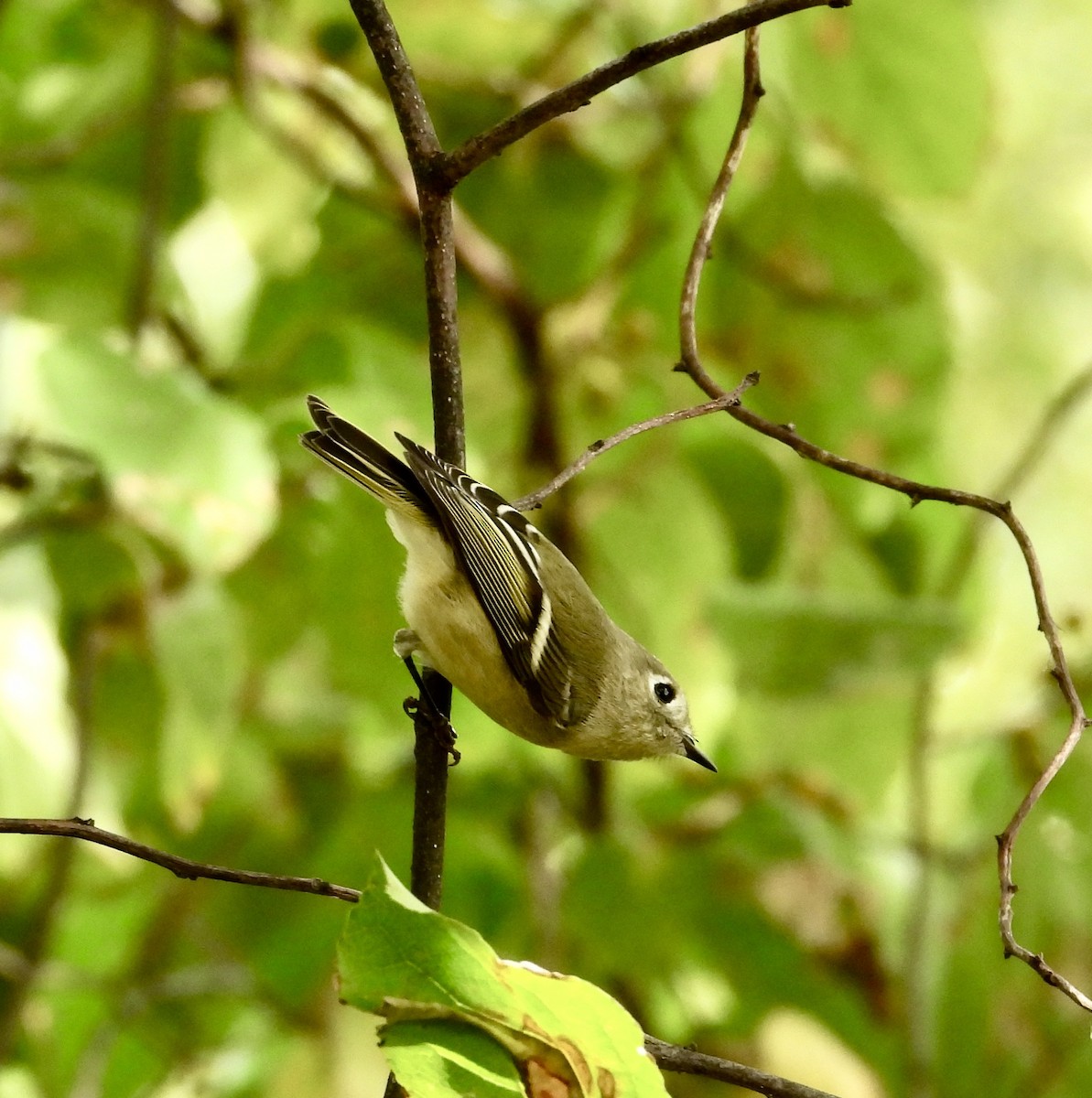 Ruby-crowned Kinglet - ML642753812