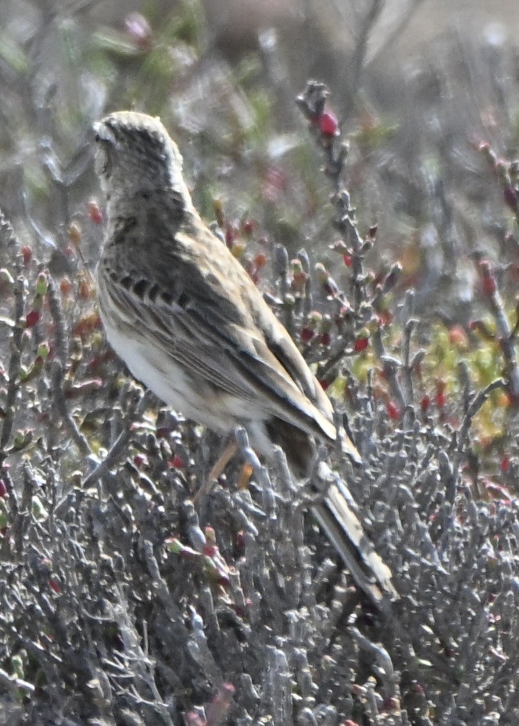 Australian Pipit - ML642753819