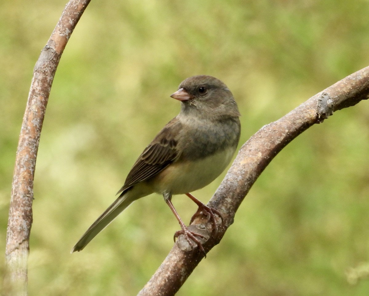 Dark-eyed Junco - ML642753820