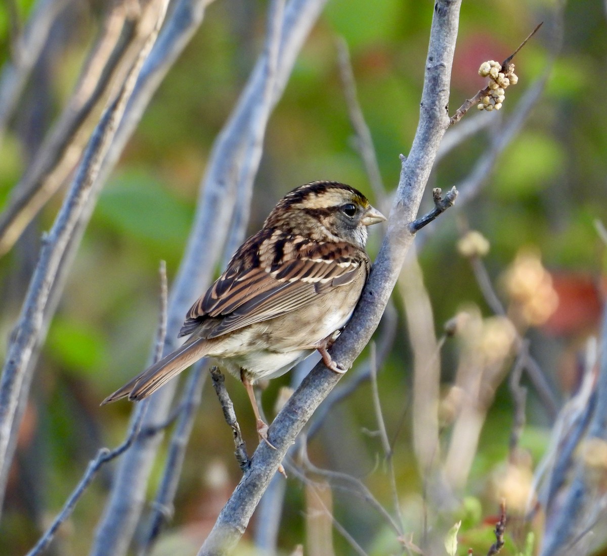 White-throated Sparrow - ML642753824
