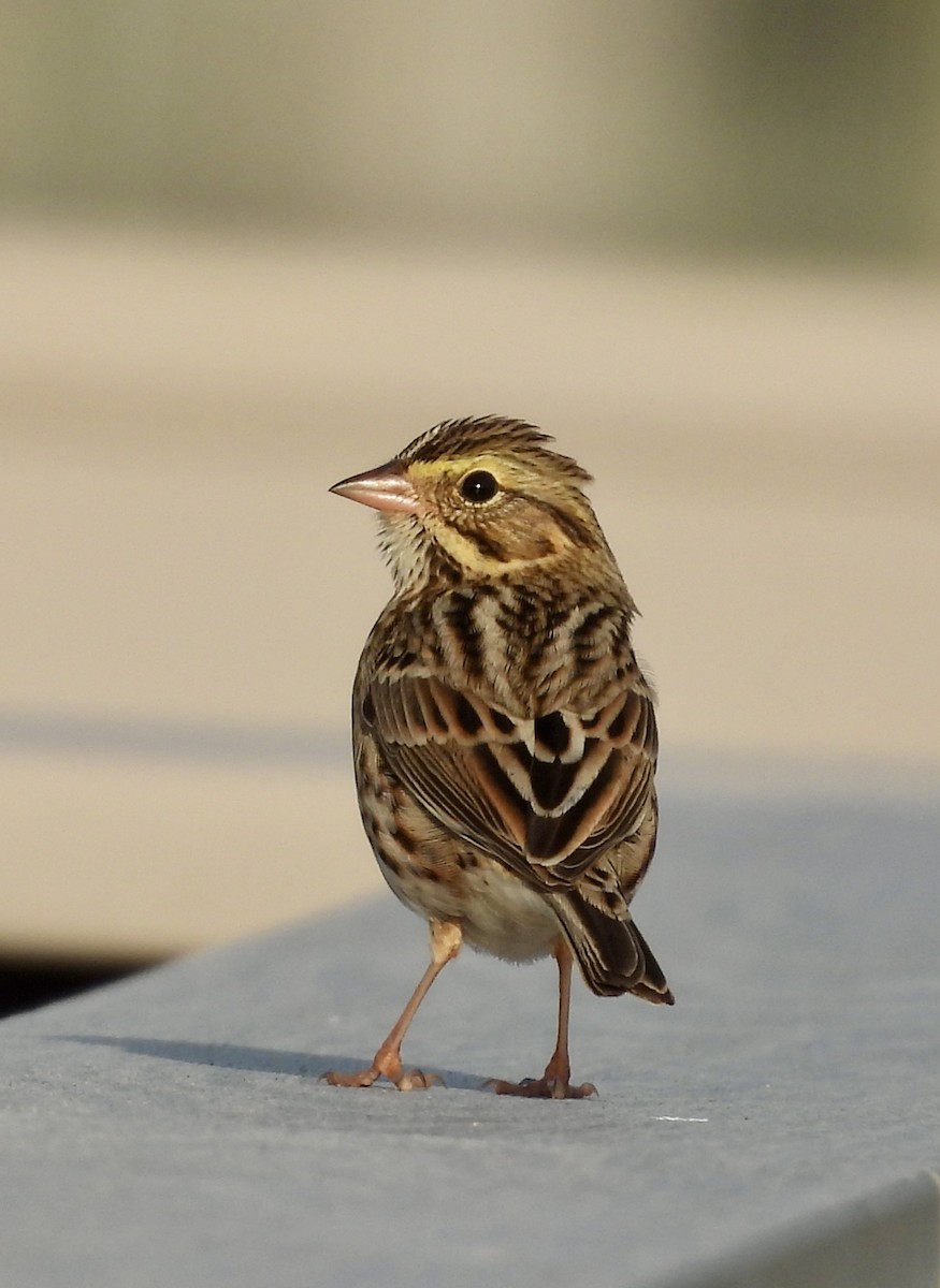 Savannah Sparrow - ML642753828