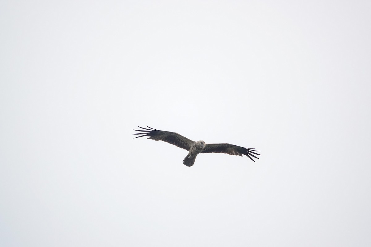 Whistling Kite - ML642753833