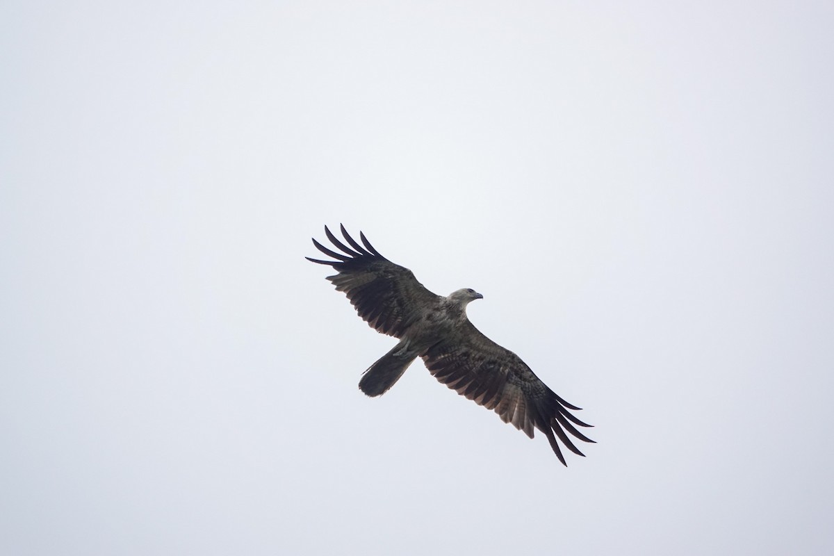 Whistling Kite - ML642753834