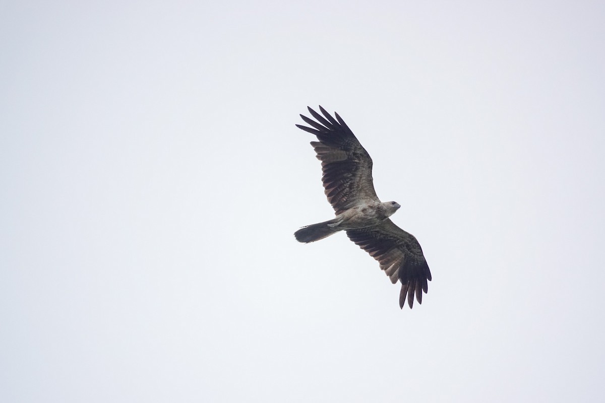 Whistling Kite - ML642753835