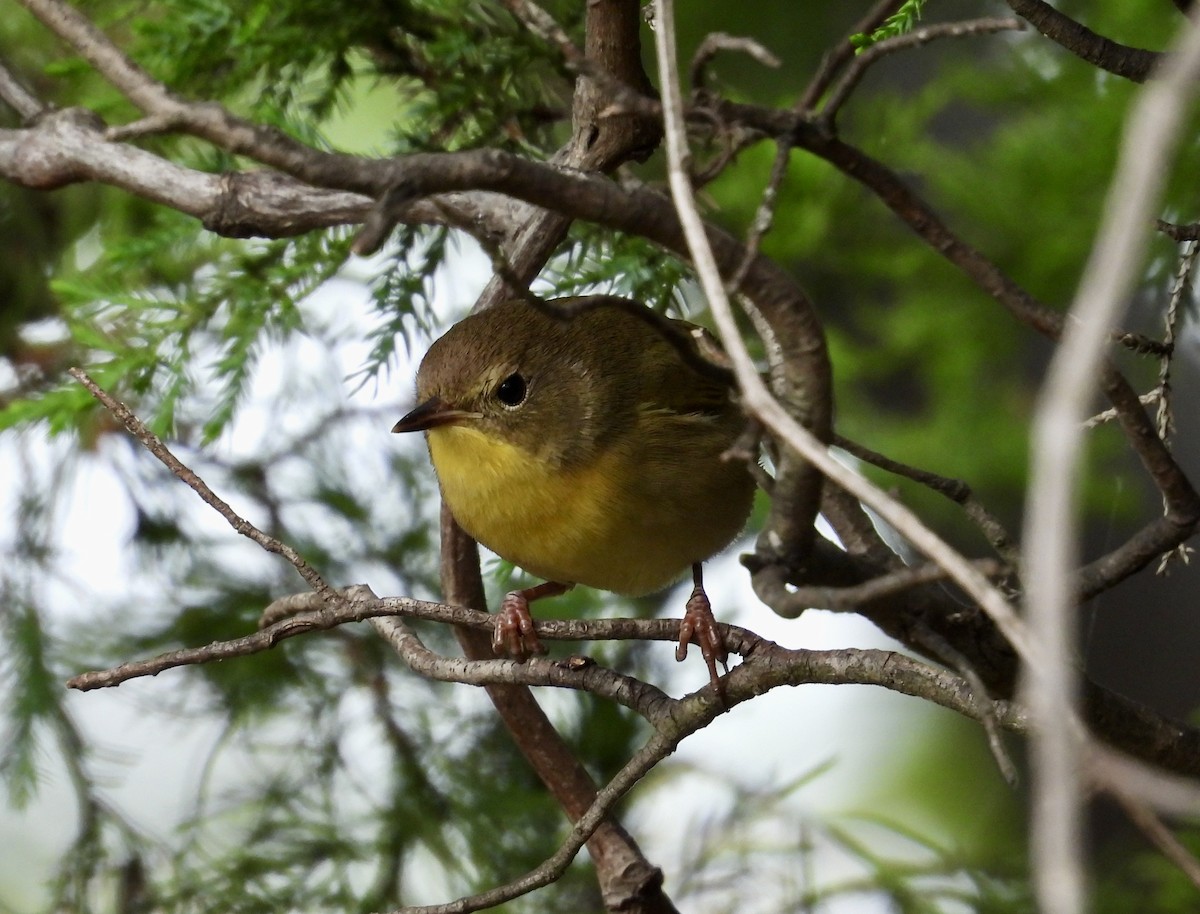 Common Yellowthroat - ML642753836