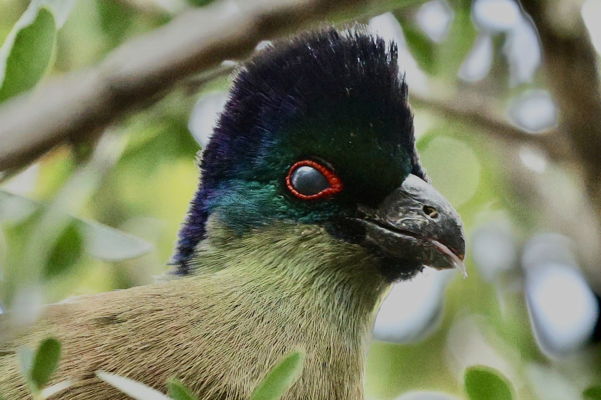 Purple-crested Turaco - ML642753840
