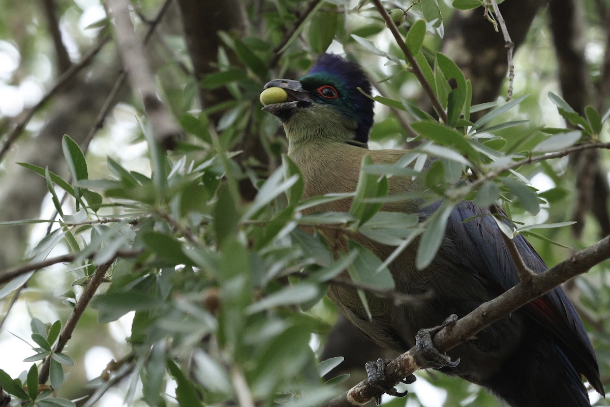 Purple-crested Turaco - ML642753841