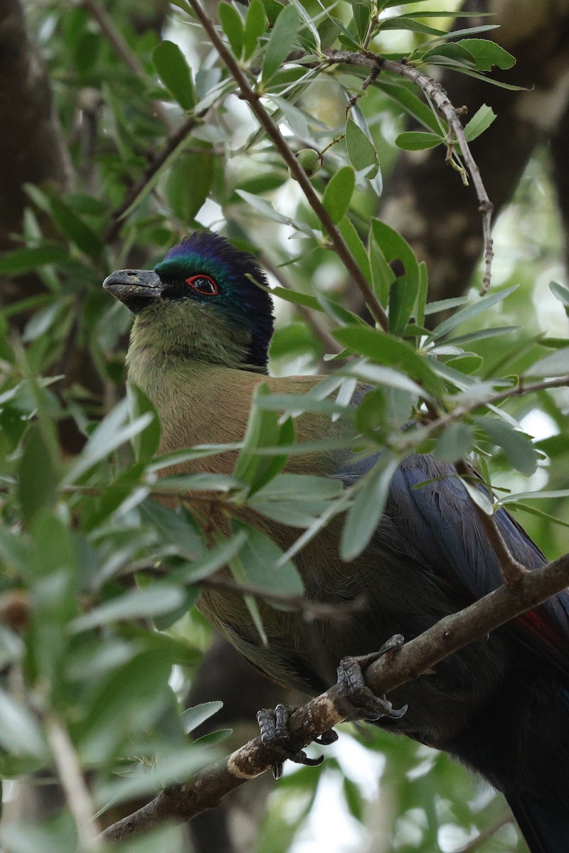 Purple-crested Turaco - ML642753842